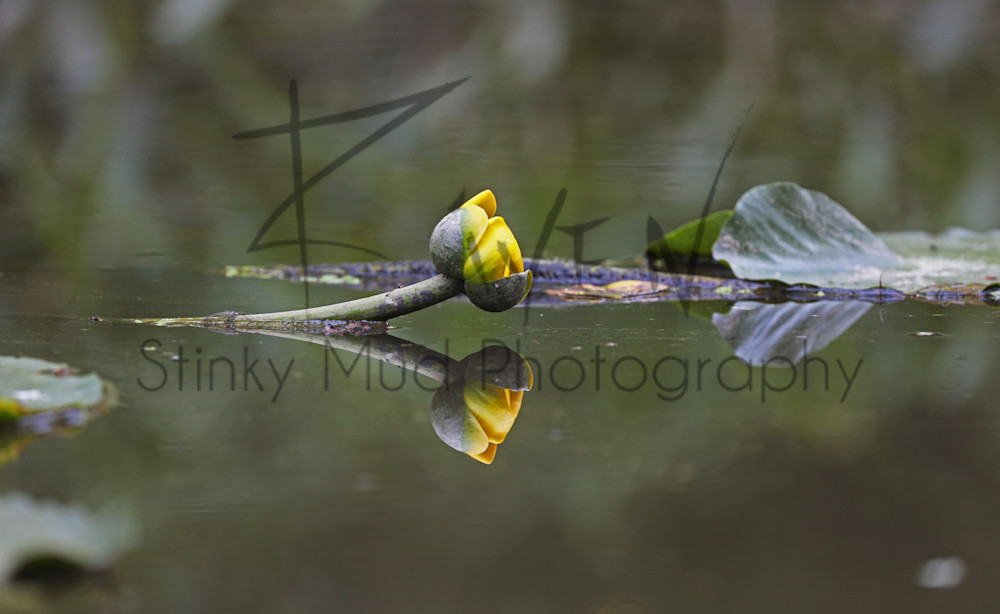 Lillies Reflection Photography Art | Stinky Mud Photography