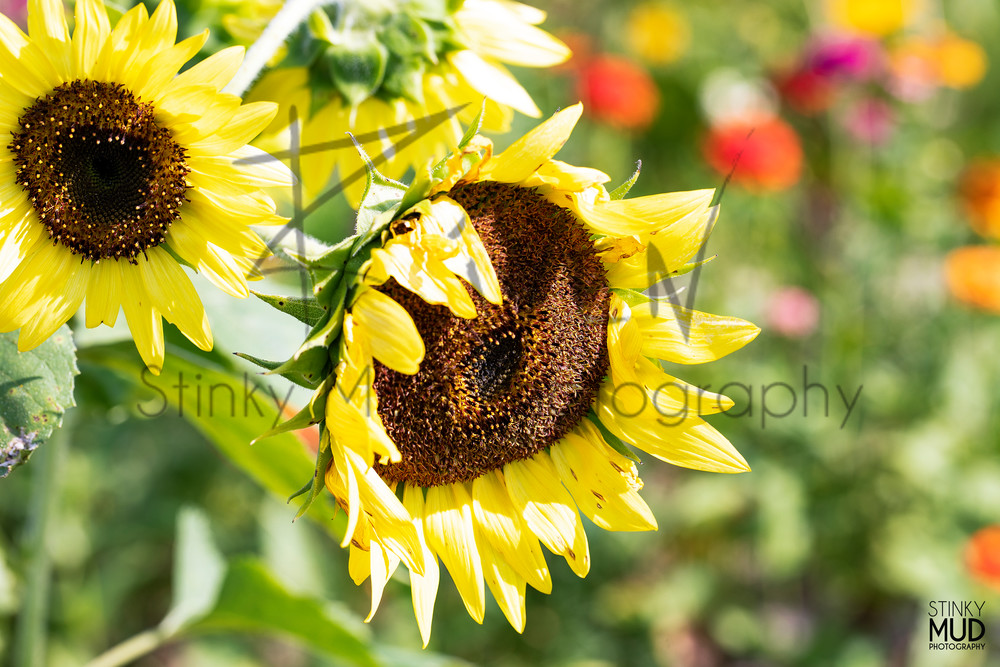 Sunflowers With A Pop Of Color Photography Art | Stinky Mud Photography
