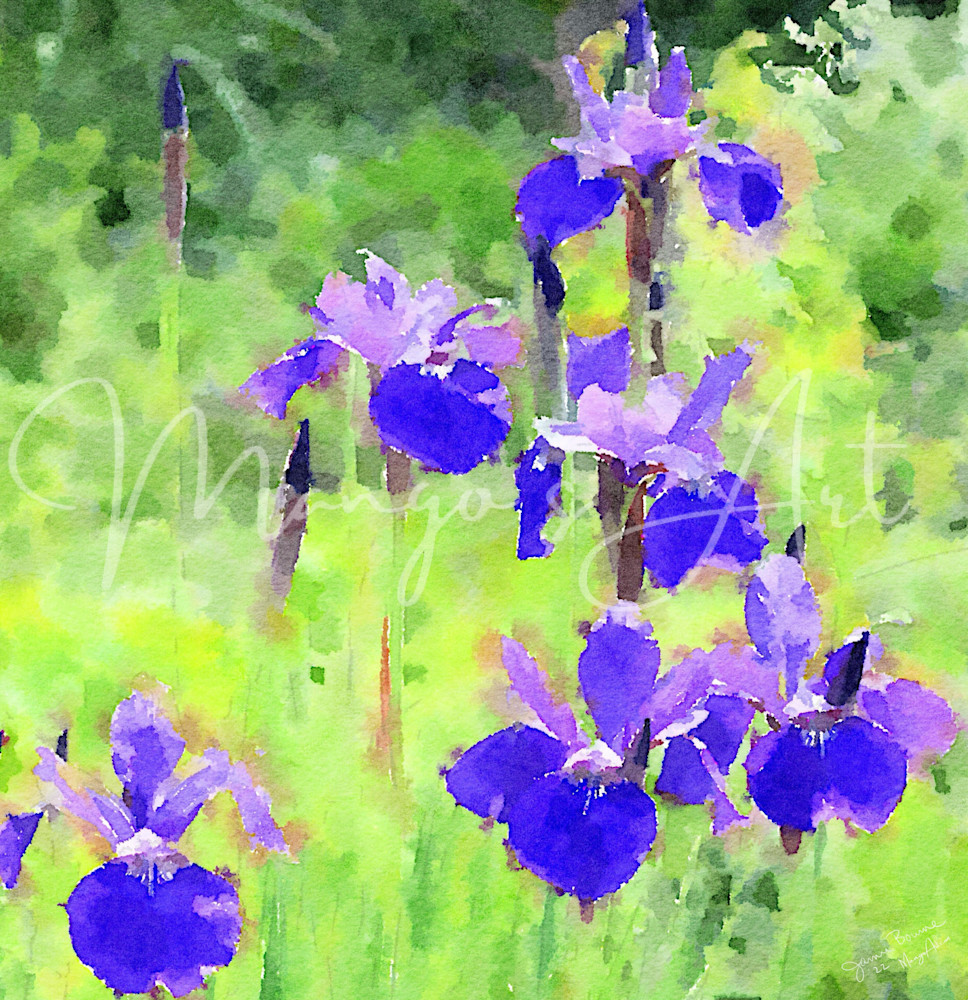 iris purple iris
