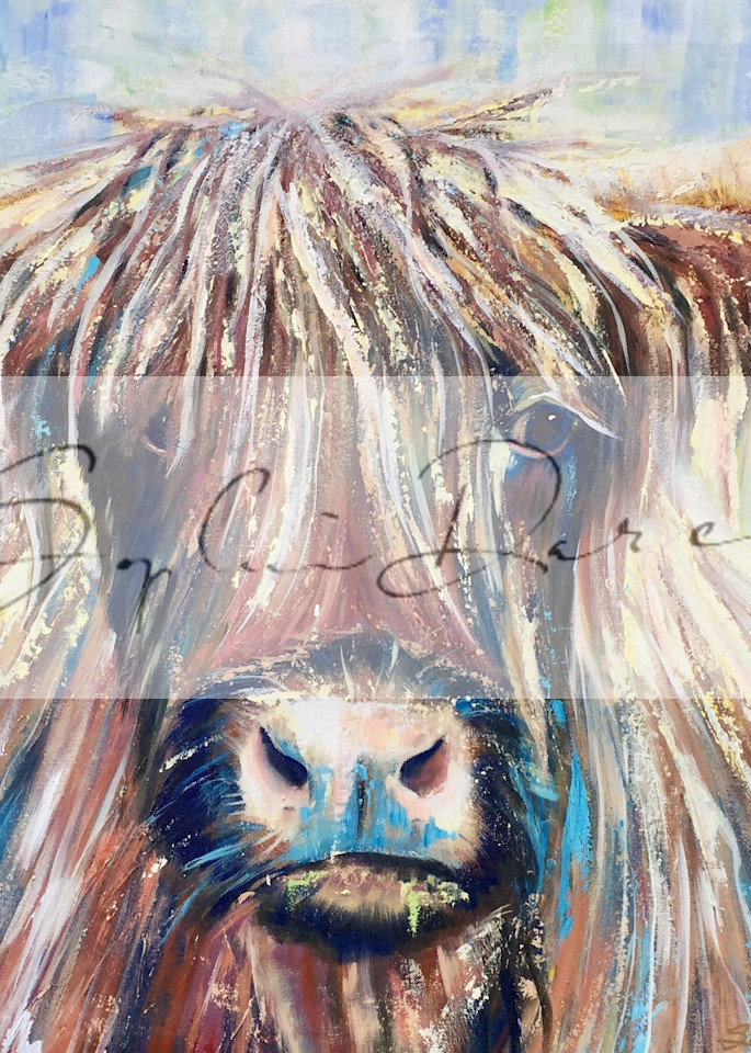 highland cow painting by Sophie dare scottish cow