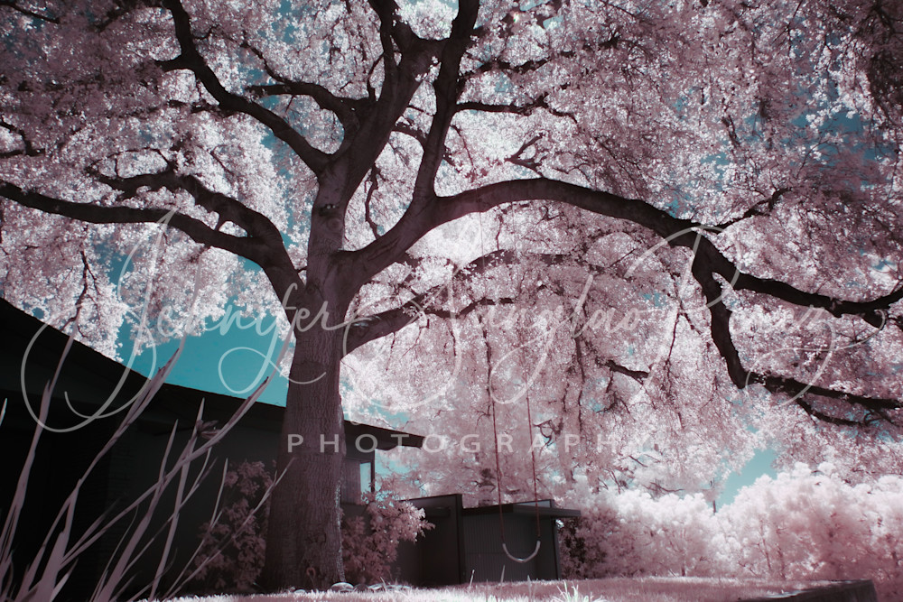 Tree Swing Photography Art | Jennifer Sunglao Photography