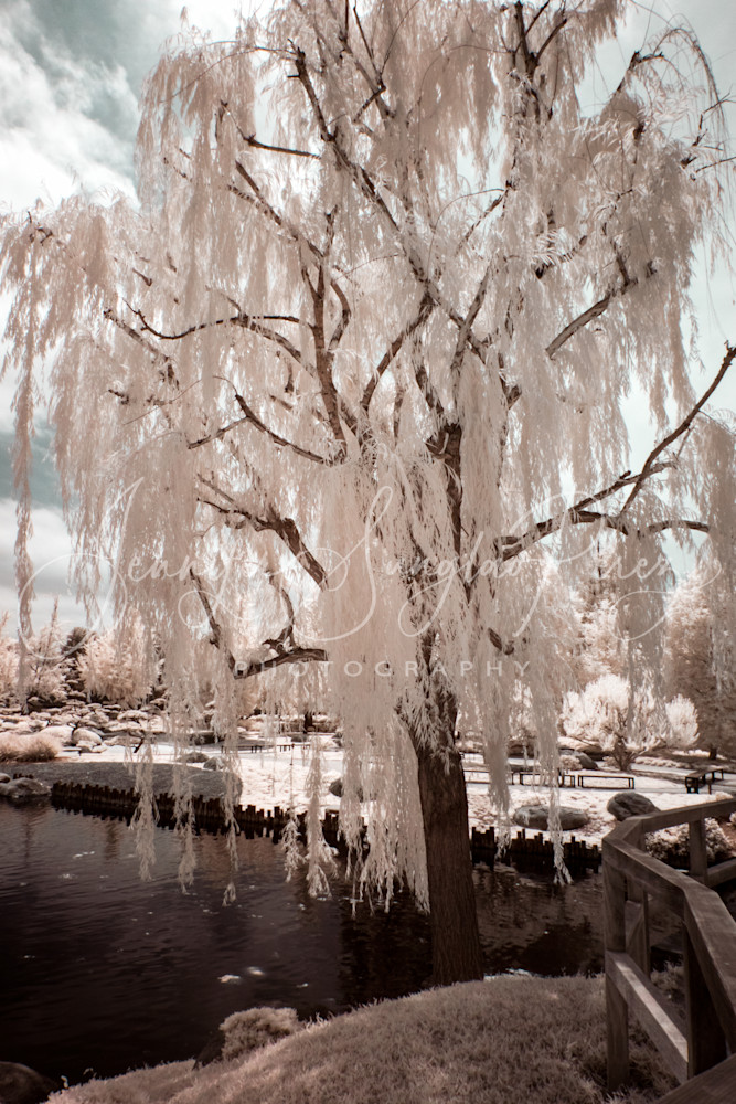 Willow Tree In Infrared Photography Art | Jennifer Sunglao Photography