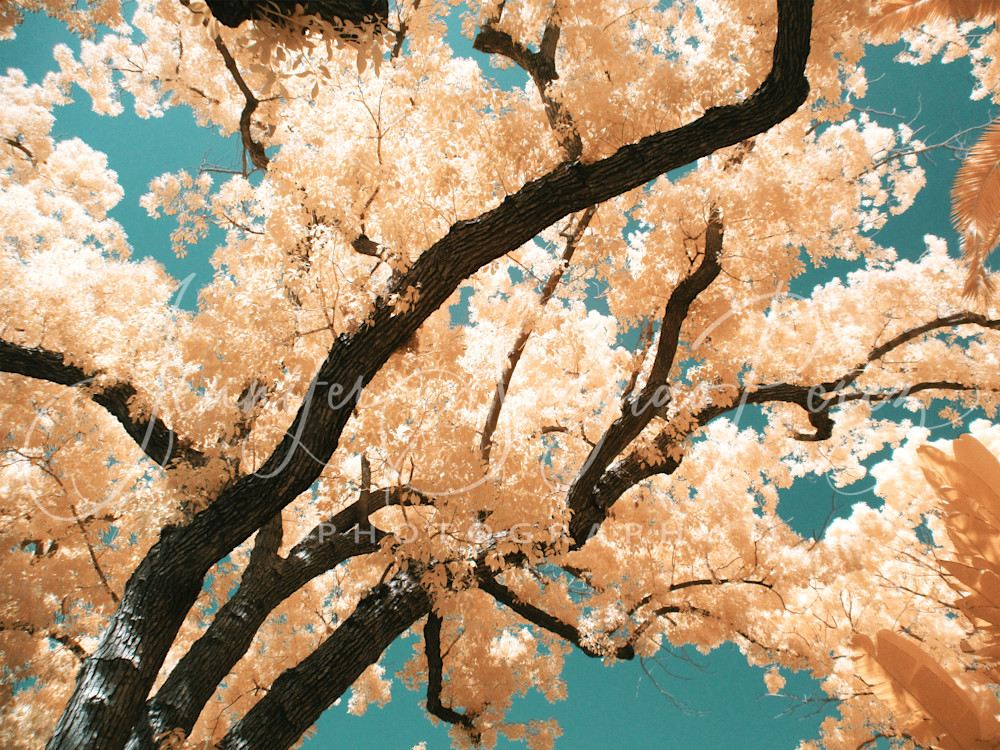 Hollywood Tree In Infrared Photography Art | Jennifer Sunglao Photography