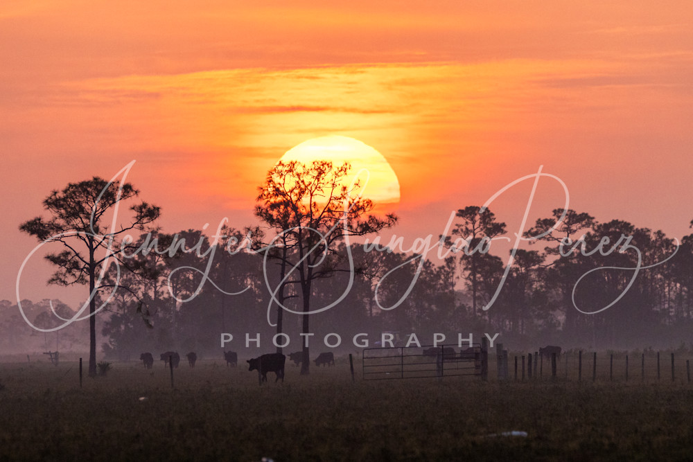 Florida Sunrise With Cows And Fog Photography Art | Jennifer Sunglao Photography