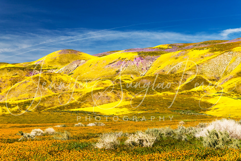 Flowered Hills In Carrizo Plains Photography Art | Jennifer Sunglao Photography