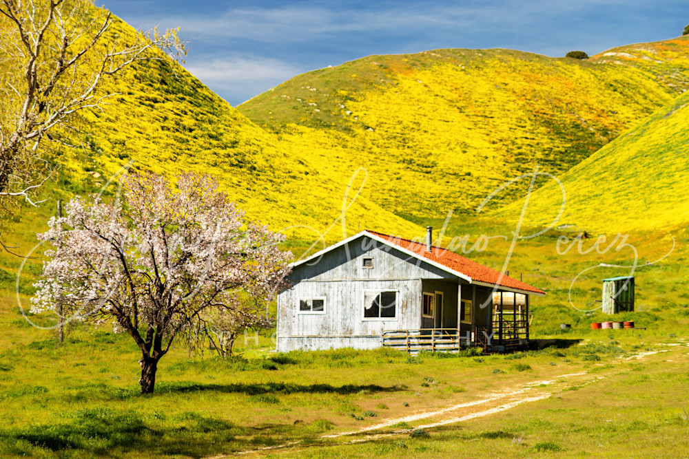 House Nestled In The Flower Covered Hills Photography Art | Jennifer Sunglao Photography