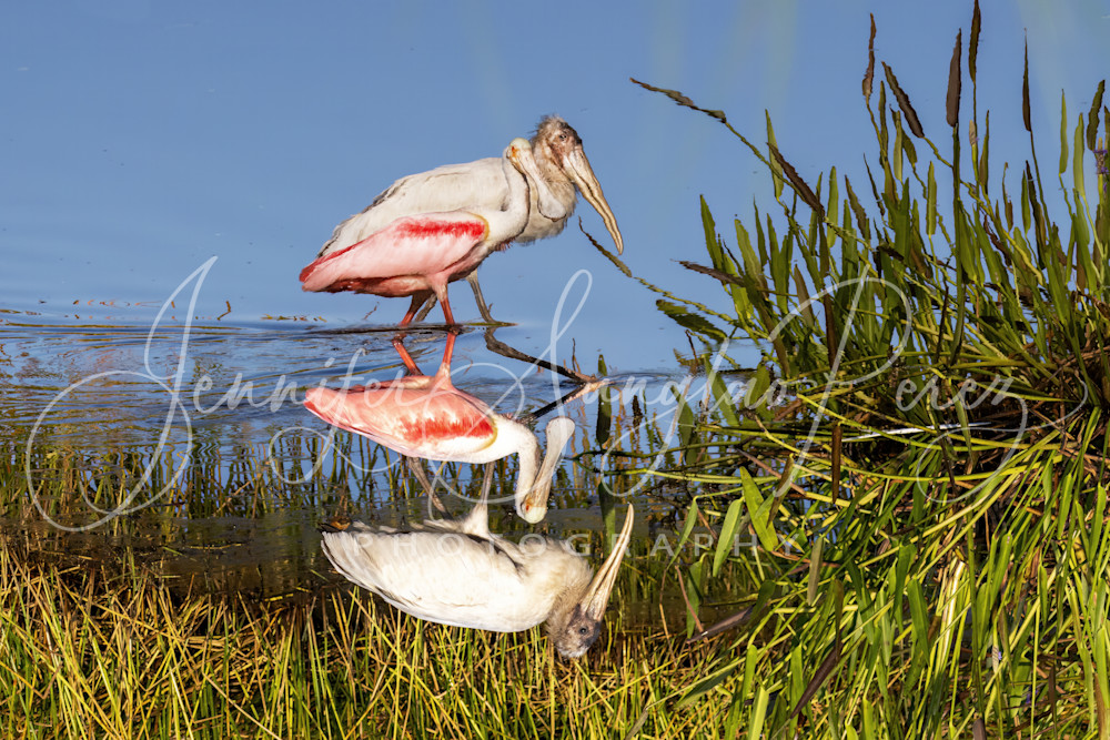 Spoonbill And A Stork Reflected In The Upside Down World Photography Art | Jennifer Sunglao Photography
