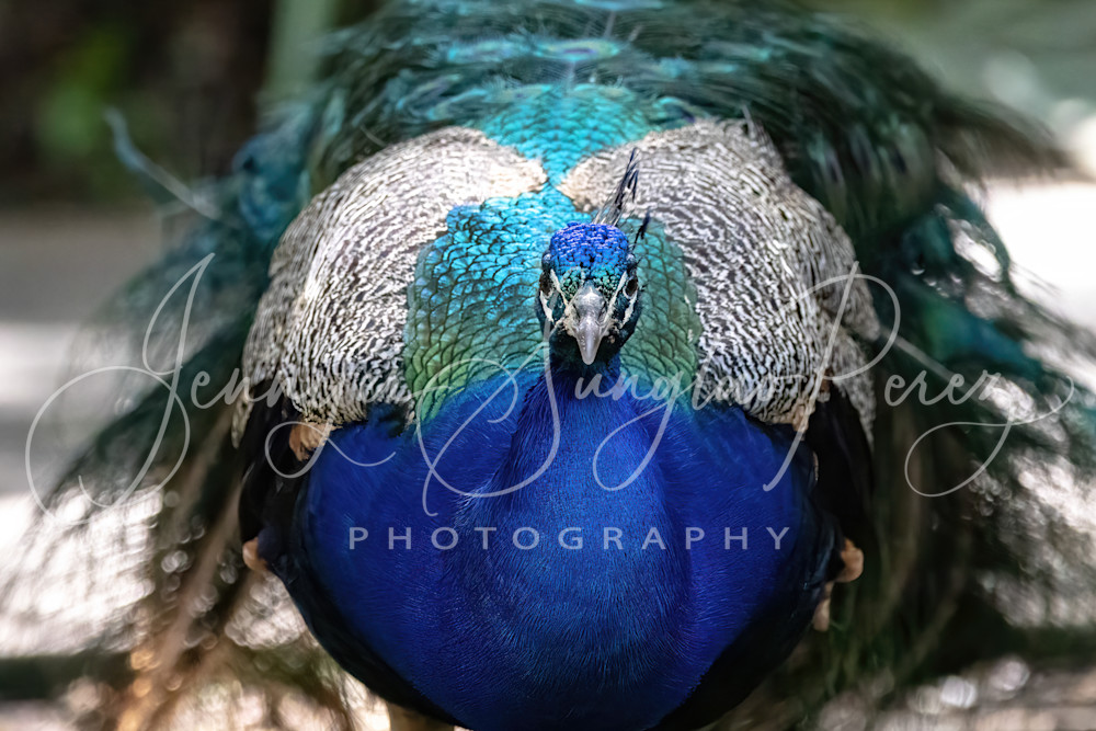 Peacock Stare Down Photography Art | Jennifer Sunglao Photography