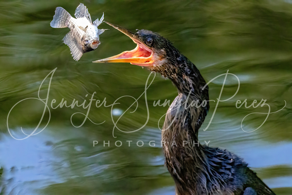 Anhinga Tossing Fish (2 Of 3) Photography Art | Jennifer Sunglao Photography