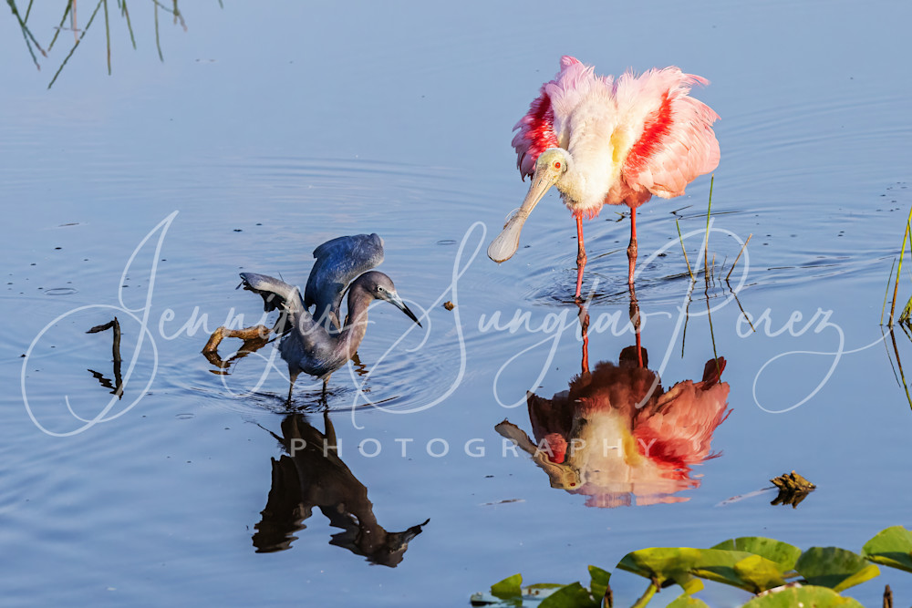 Little Blue Heron And Spoonbill Posing Photography Art | Jennifer Sunglao Photography
