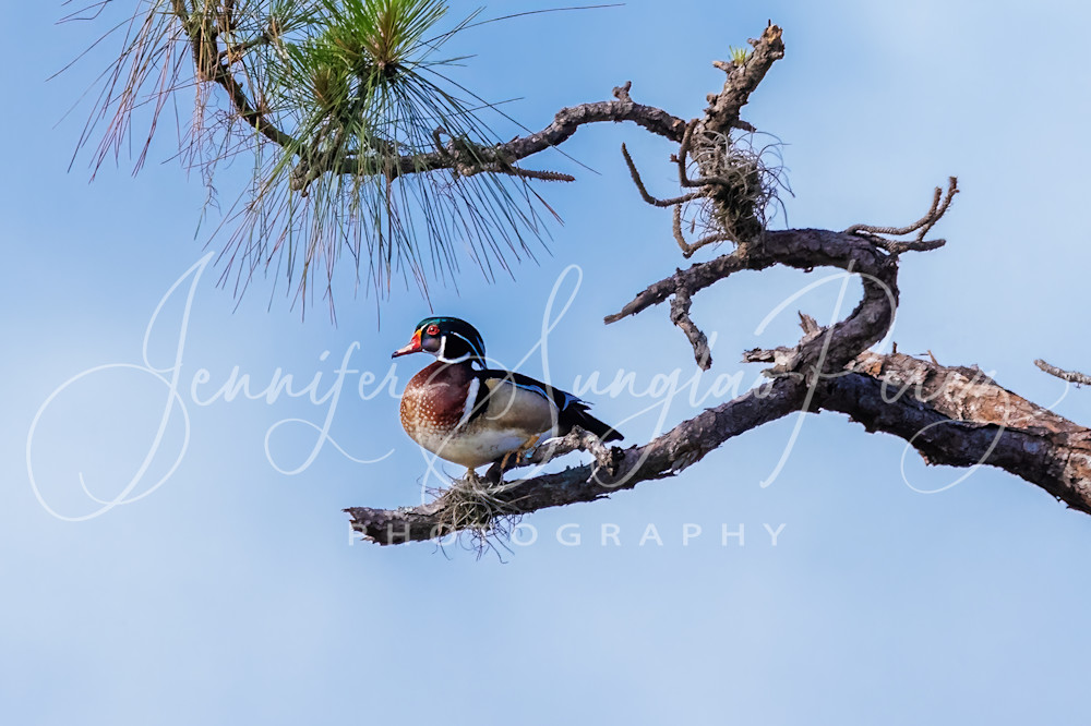 Wood Duck In Tree Photography Art | Jennifer Sunglao Photography