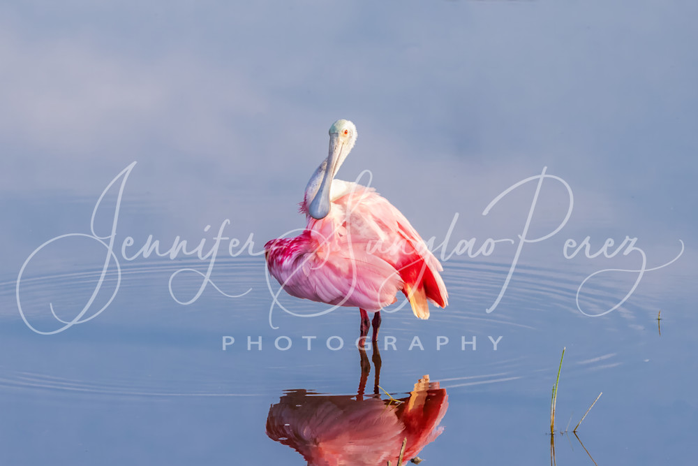 Spoonbill Standing In Water Smiling Photography Art | Jennifer Sunglao Photography