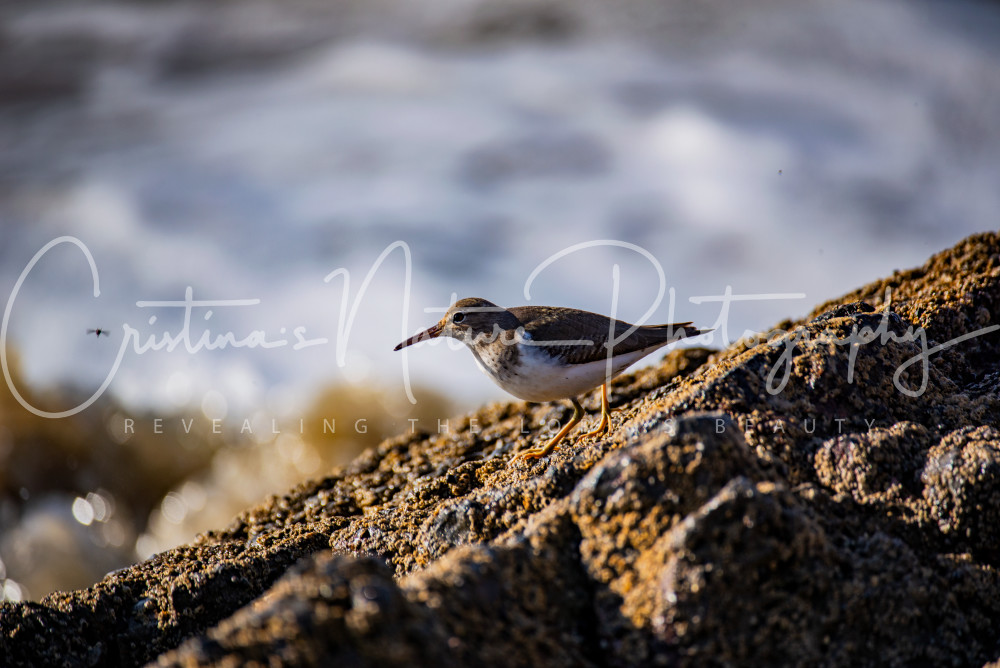 Catching Flies At The Beach... Photography Art | Cristina Turlea Photographer