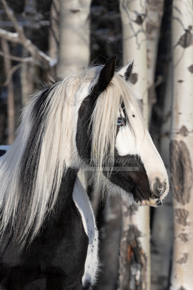 Gypsy In The Forest Photography Art | Living Images by Carol Walker, LLC