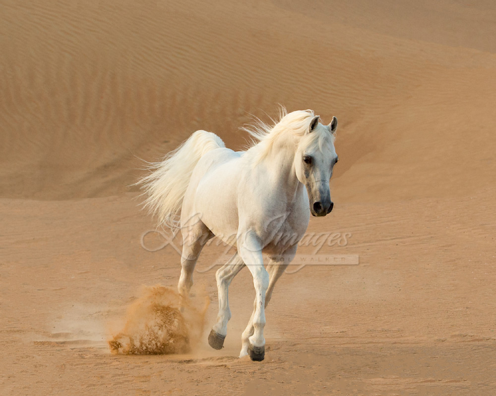 White Stallion Runs In The Dunes Photography Art | Living Images by Carol Walker, LLC
