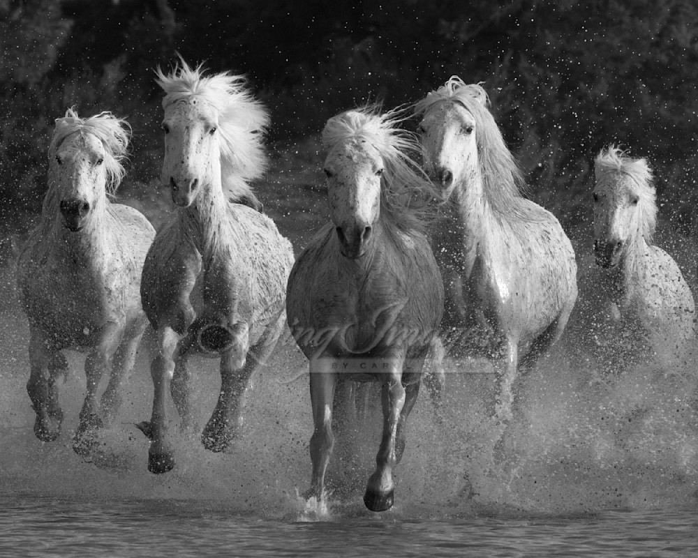 Water Run Photography Art | Living Images by Carol Walker, LLC