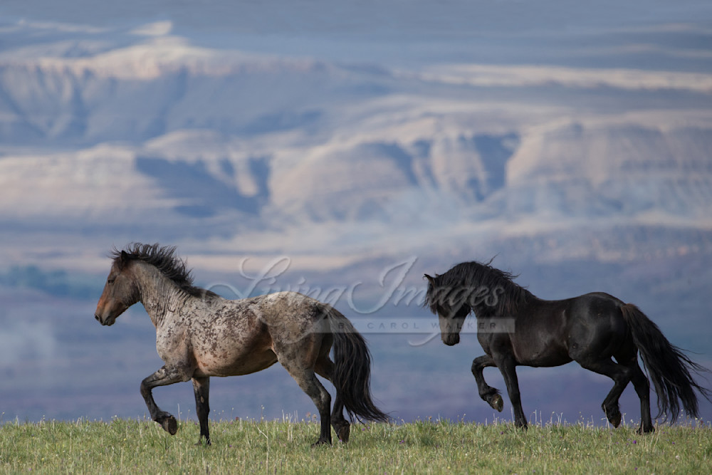 Custer And Galaxy Photography Art | Living Images by Carol Walker, LLC