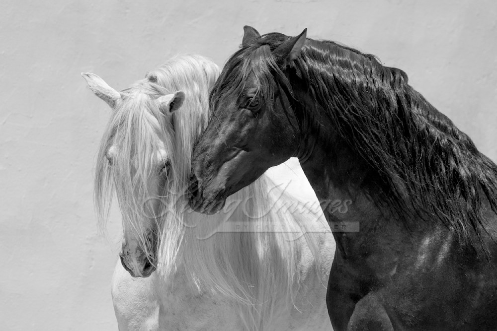 Black And White Friends Photography Art | Living Images by Carol Walker, LLC
