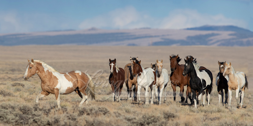 Colorful Wild Horse Family Moves Together Photography Art | Living Images by Carol Walker, LLC
