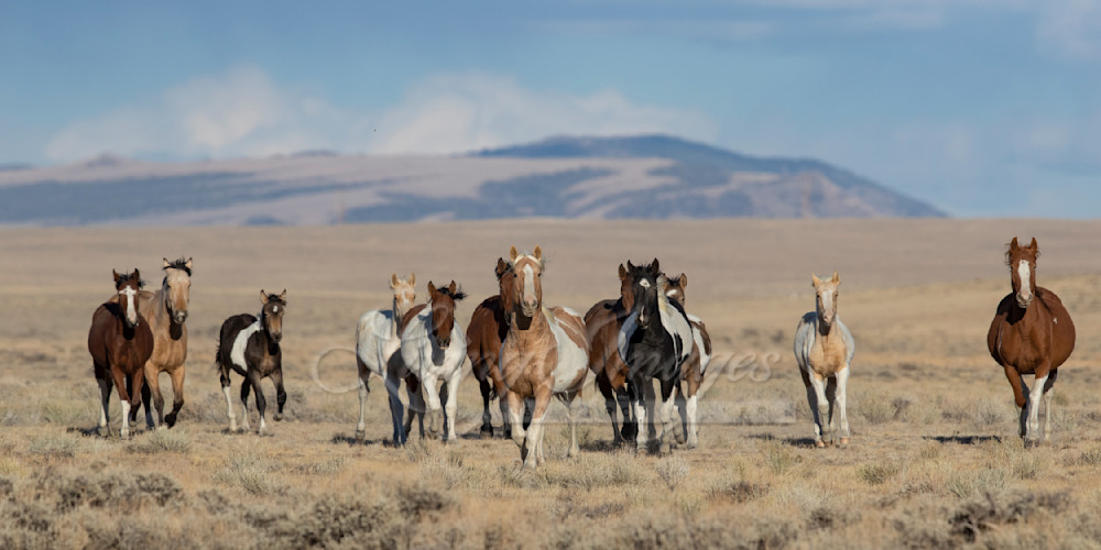 Colorful Wild Horse Family Moves Forward Photography Art | Living Images by Carol Walker, LLC