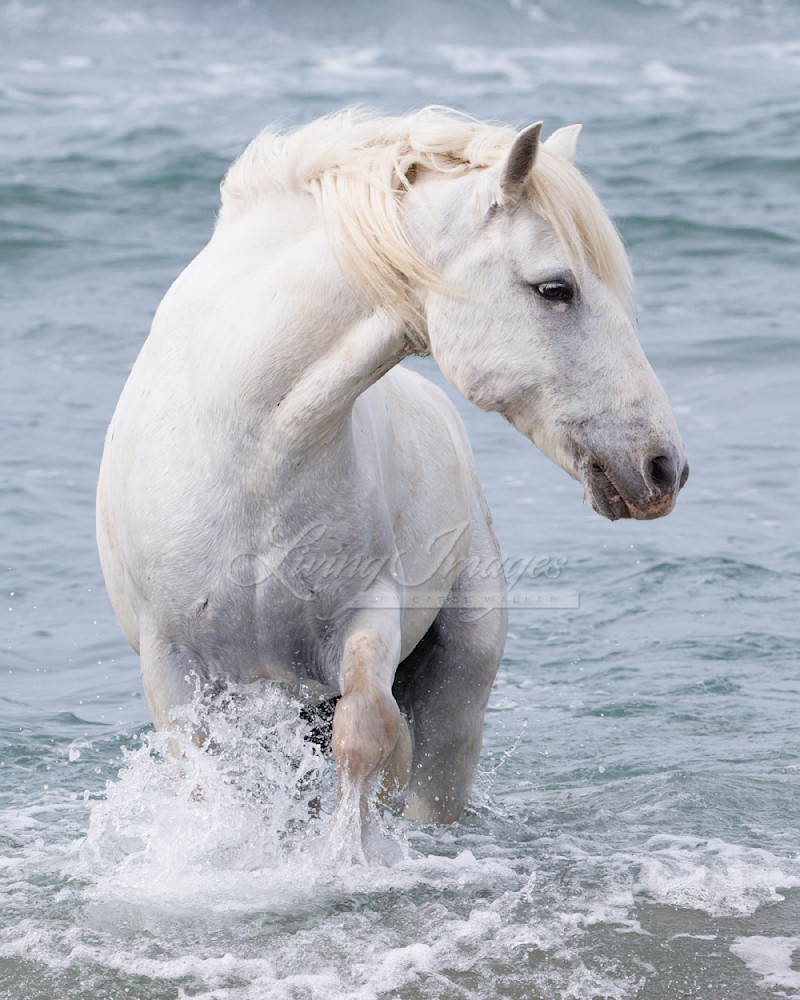 Sea Horse Turns Photography Art | Living Images by Carol Walker, LLC