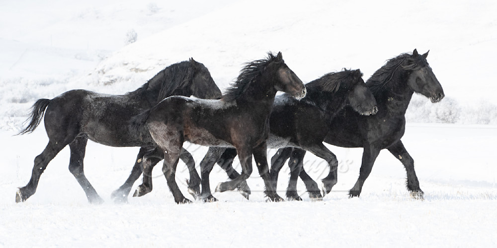 Four Black Percheron Stallions In The Snow Photography Art | Living Images by Carol Walker, LLC
