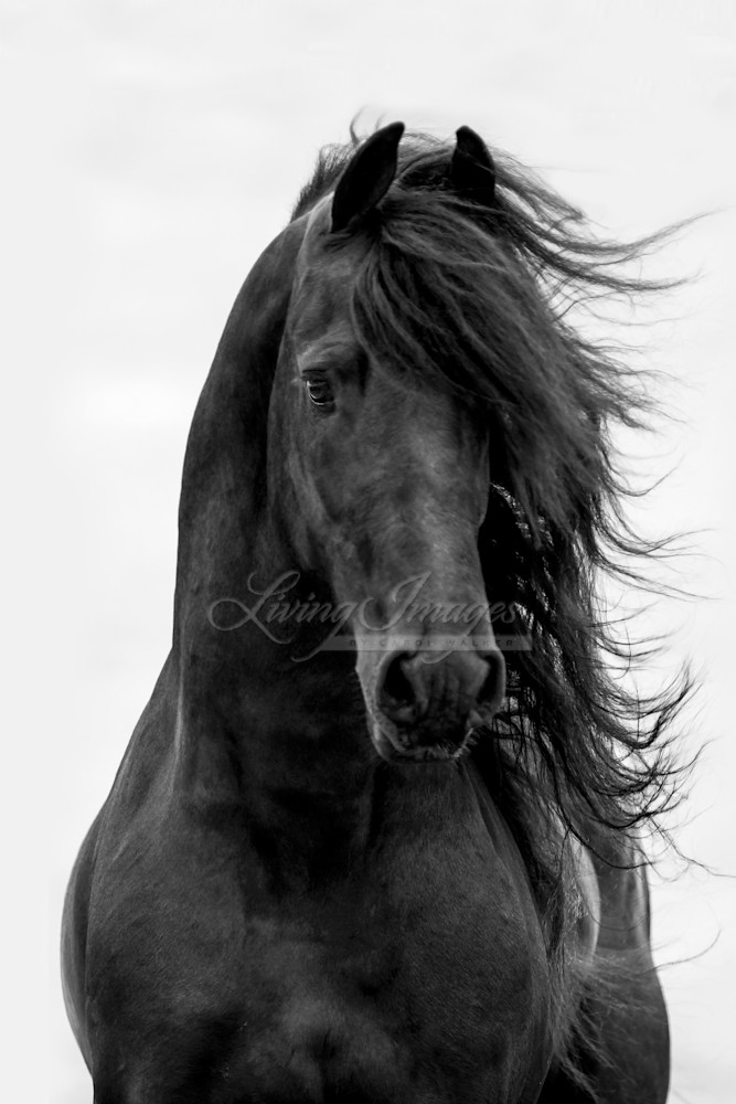 Ojai, CA, purebred horse, black Friesian stallion trotting on hillside