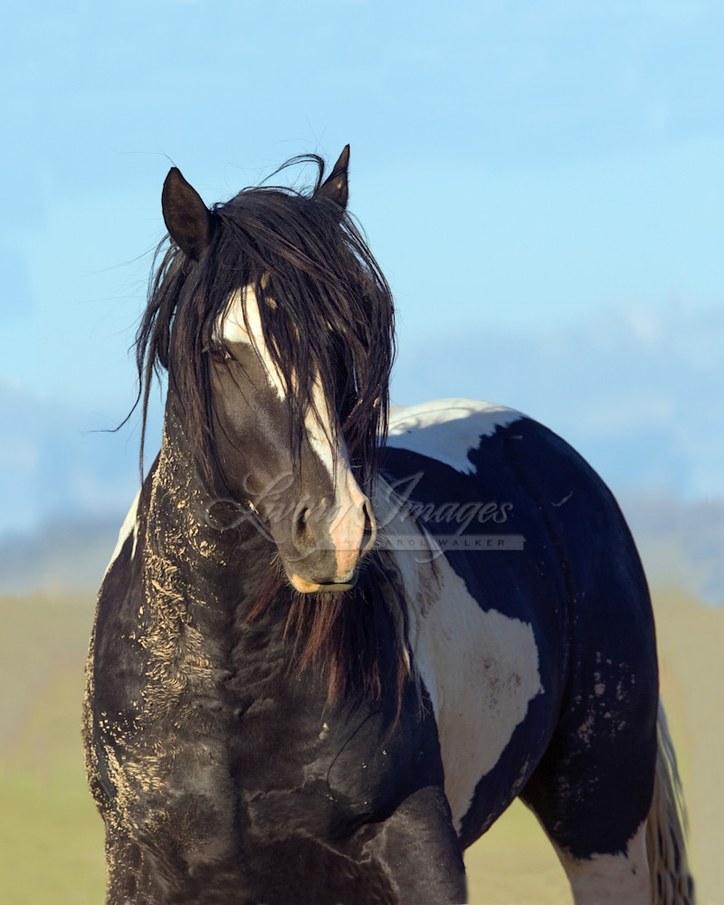 wild horse, mustang in McCullough Peaks, WY - black pinto stallion