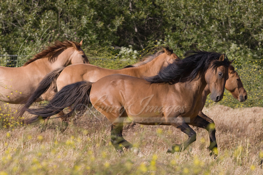 Chief And His Mares Run Photography Art | Living Images by Carol Walker, LLC