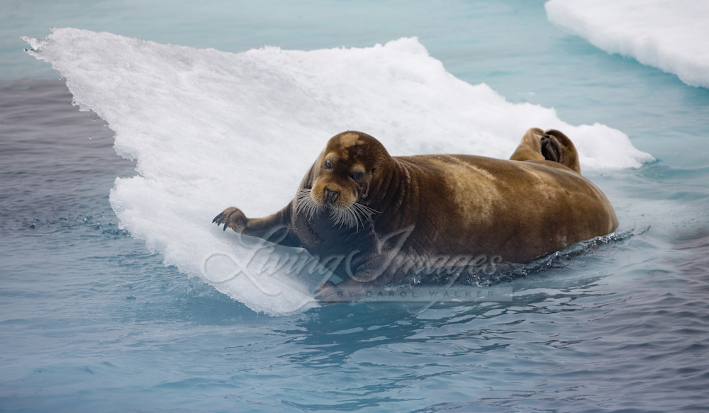 Seal's Slide Photography Art | Living Images by Carol Walker, LLC