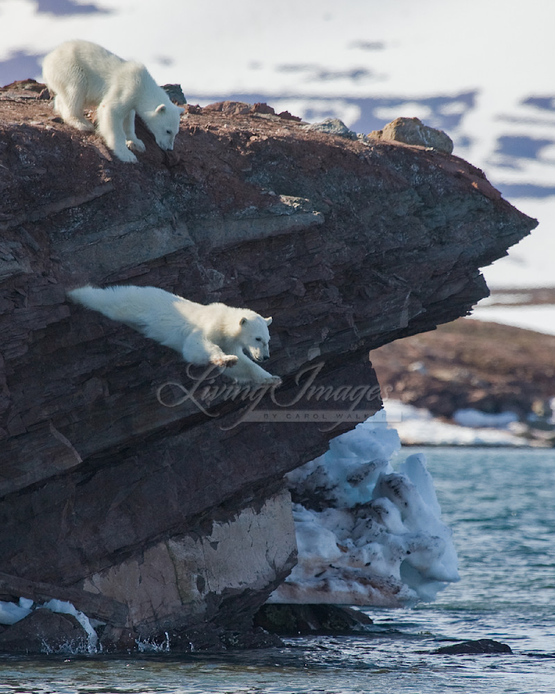 Polar Bear Cub Leaps Photography Art | Living Images by Carol Walker, LLC