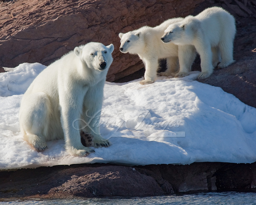Polar Bear Mother And Cubs Photography Art | Living Images by Carol Walker, LLC