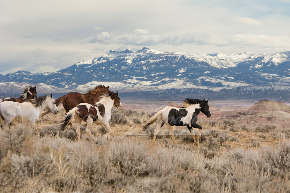 Mc Cullough Peaks Stallions Released Signed Photography Art | Living Images by Carol Walker, LLC