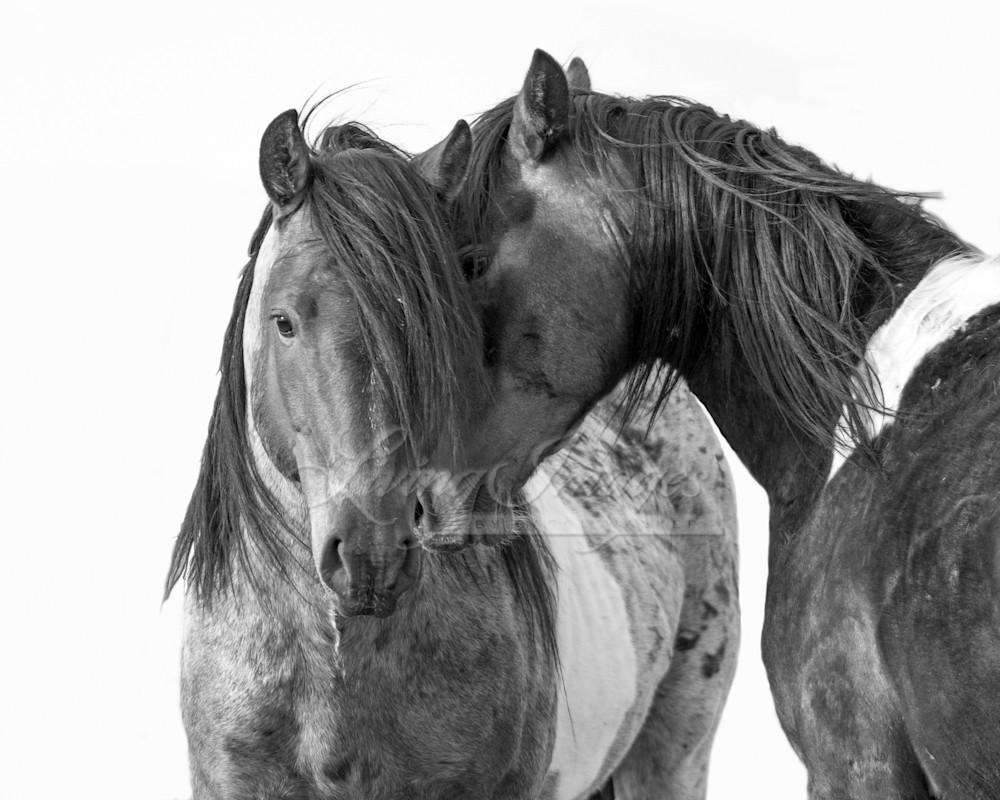 Two Wild Pinto Brothers Ii Photography Art | Living Images by Carol Walker, LLC