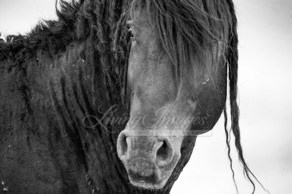 Wild Black Curly Stallion Turns Ii Photography Art | Living Images by Carol Walker, LLC