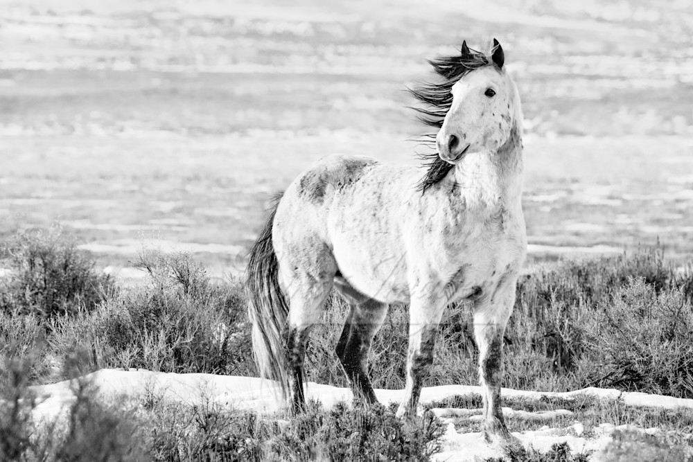 Wild Winter Stallion Photography Art | Living Images by Carol Walker, LLC