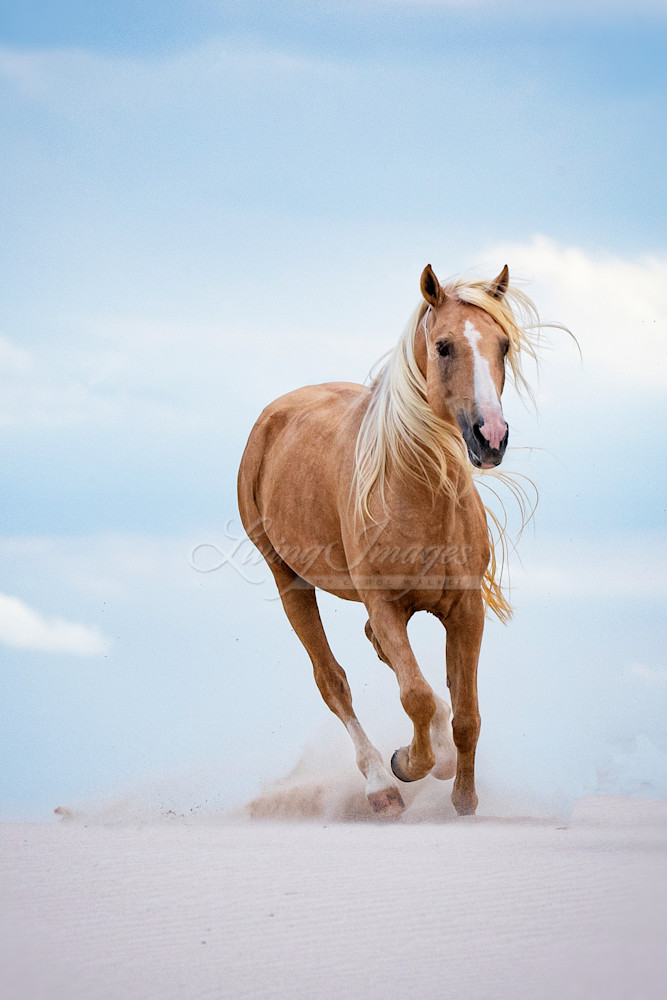 Palomino Stallion Runs In The Dunes Photography Art | Living Images by Carol Walker, LLC