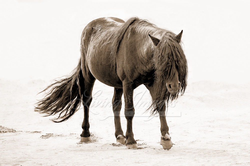 Black Beauty Walks On The Beach In Sepia Photography Art | Living Images by Carol Walker, LLC