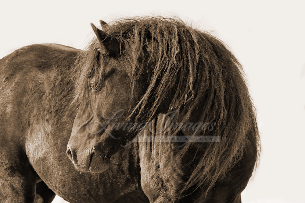 Black Sable Island Stallion Turns His Head In Sepia Photography Art | Living Images by Carol Walker, LLC