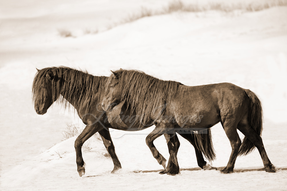 Two Sable Island Stallions Walk On The Beach In Sepia Photography Art | Living Images by Carol Walker, LLC