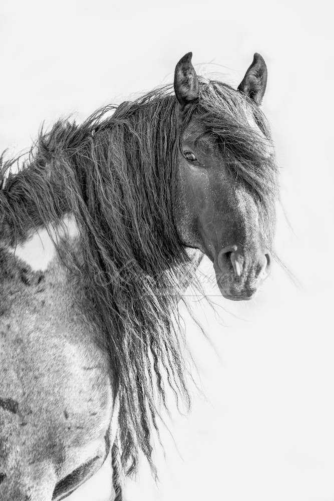 Wild Blue Roan Stallion Ii Photography Art | Living Images by Carol Walker, LLC