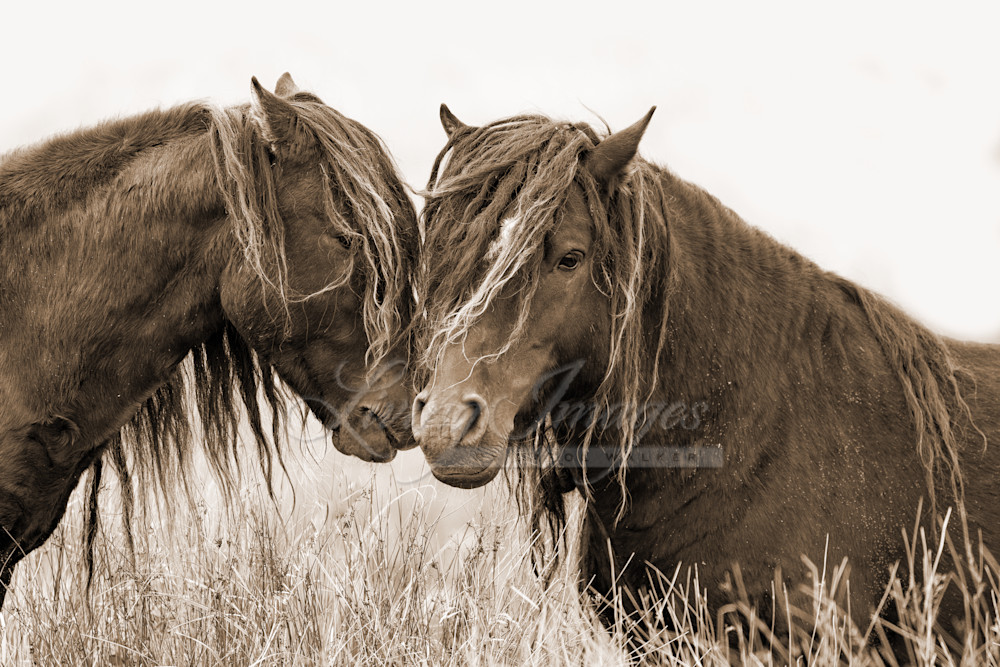 Two Sable Island Bachelor Stallions In Sepia Photography Art | Living Images by Carol Walker, LLC