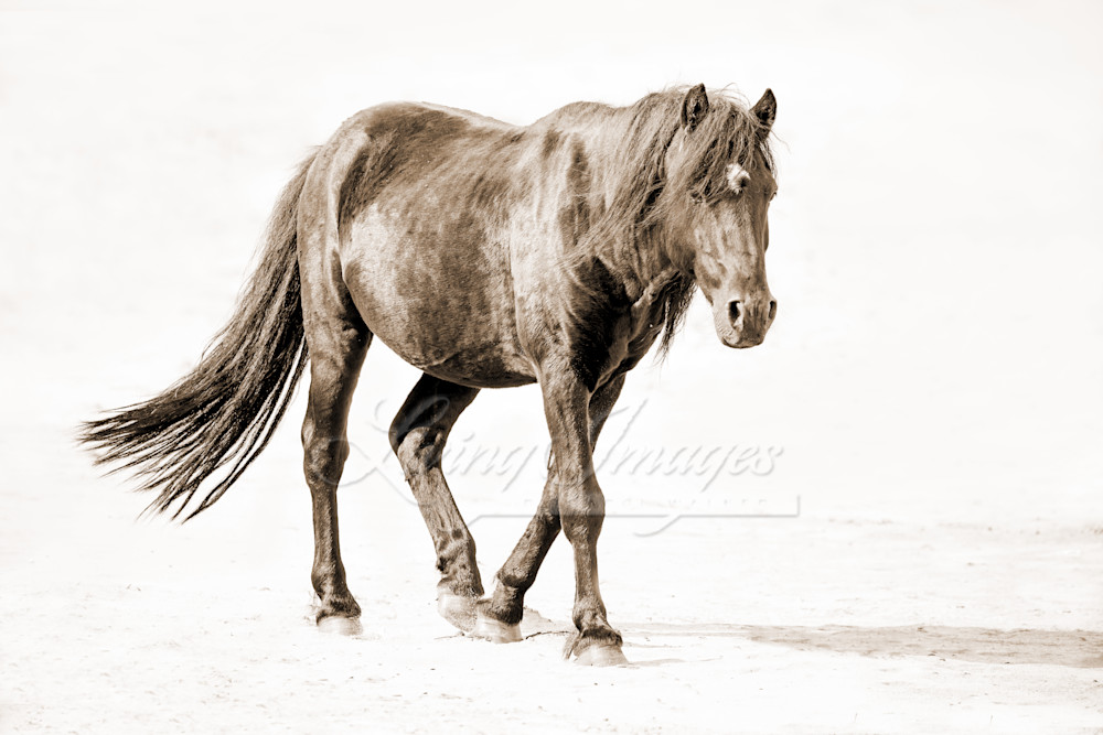 Sable Island Stallion Walks On The Beach Ii In Sepia Photography Art | Living Images by Carol Walker, LLC