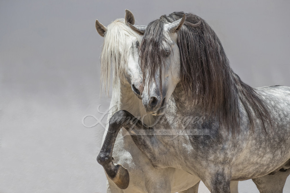 Two Gray Andalusian Stallions Photography Art | Living Images by Carol Walker, LLC