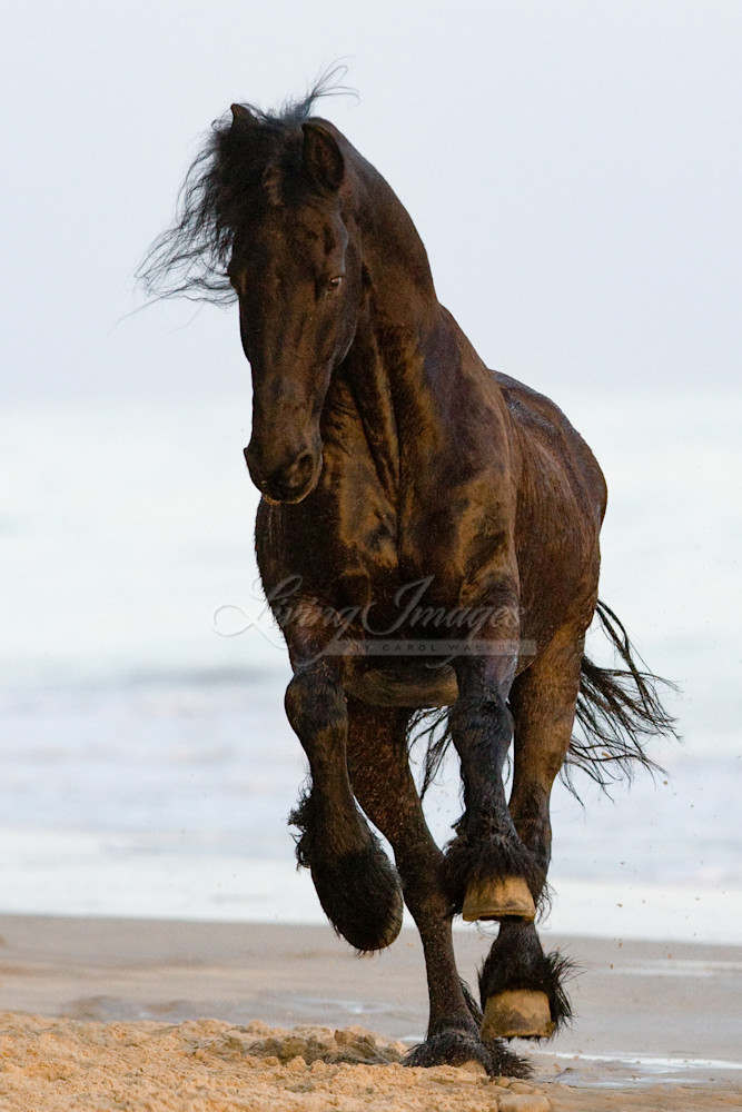 Summerland Beach, Ojai, CA, horse, purebred Friesian gelding runs