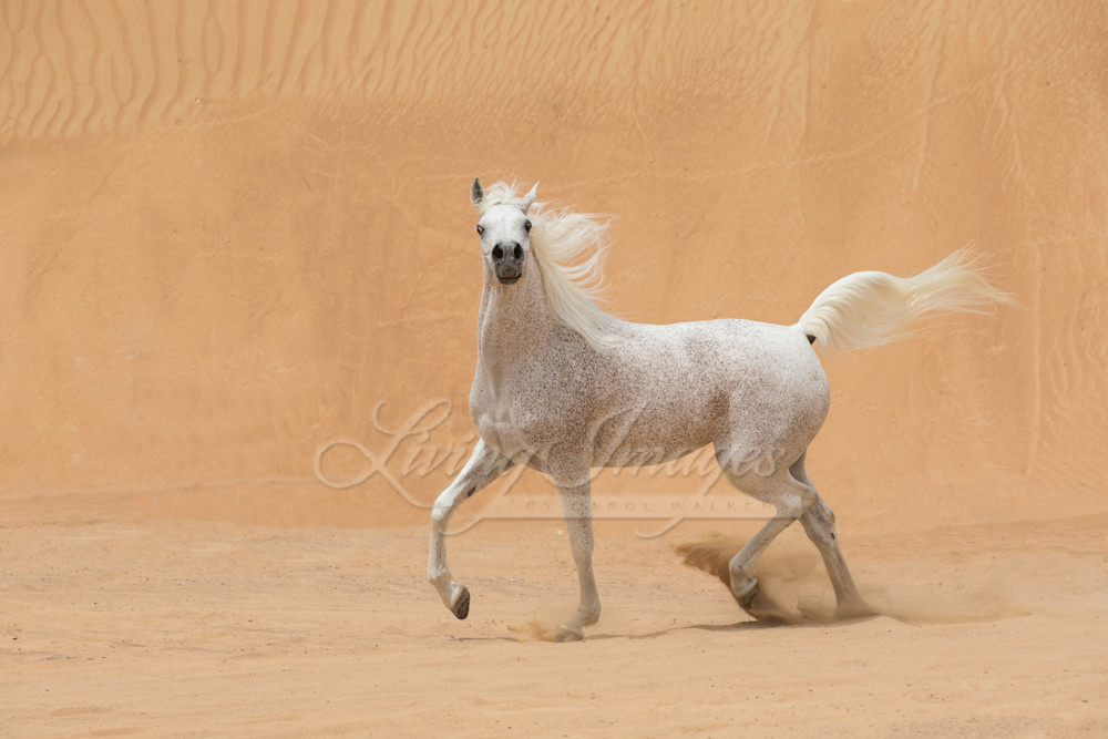 A grey Arabain stallion trots in the dunes near Dubai