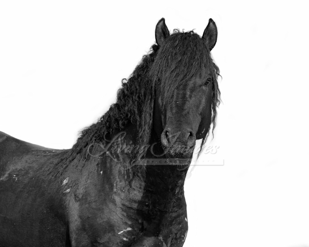 Black Curly Stallion Photography Art | Living Images by Carol Walker, LLC
