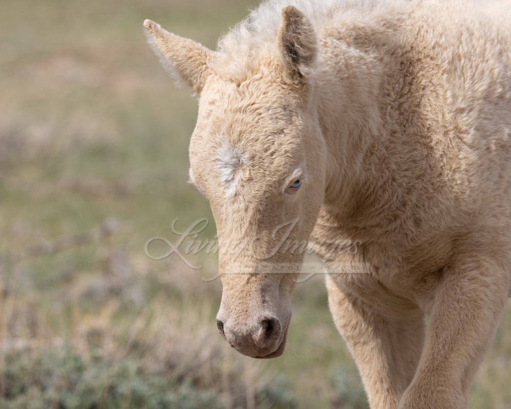 Cremello Curly Foal Walks Photography Art | Living Images by Carol Walker, LLC