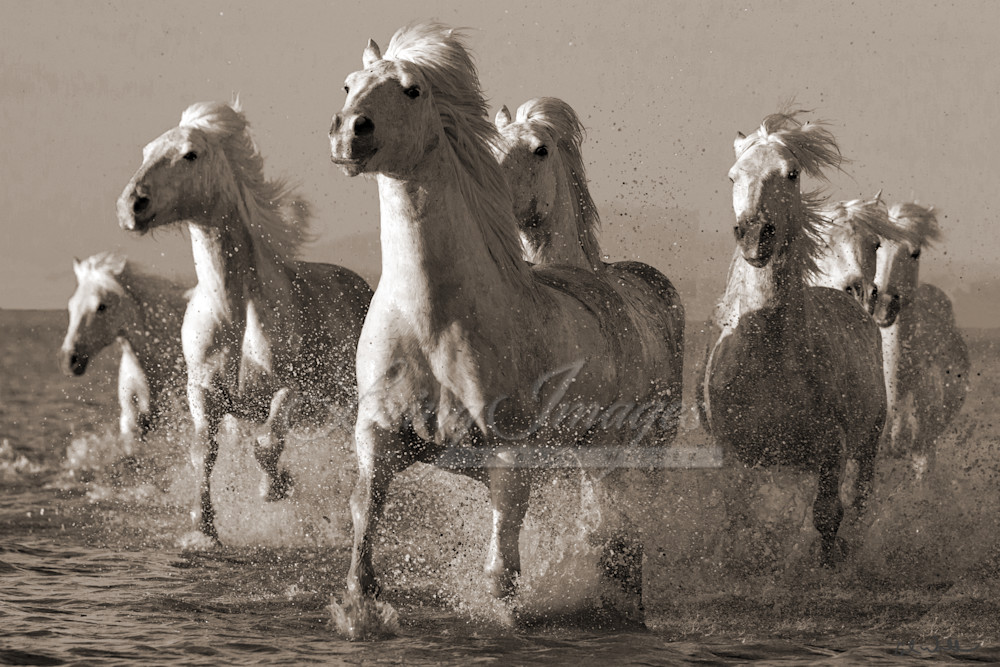 Camargue Horses Sunset Run Ii Sepia Signed Photography Art | Living Images by Carol Walker, LLC