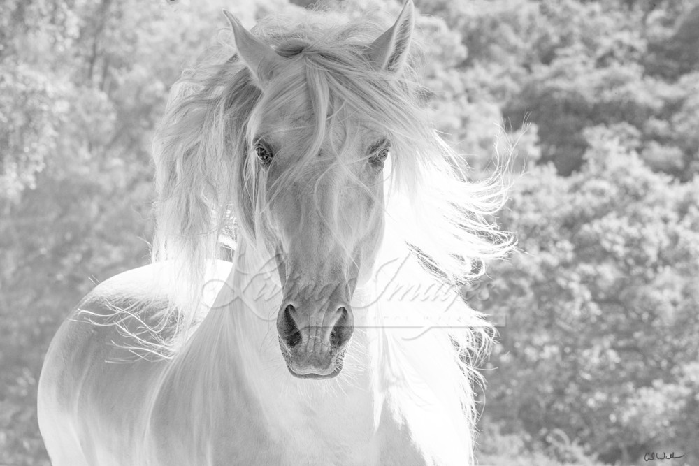 The White Stallion's Mane Ii 40x60 Signed Photography Art | Living Images by Carol Walker, LLC